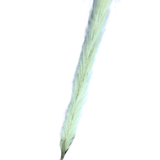 Haste de Trigo Creme 104cm - Ela Decora