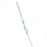 Haste de Trigo Creme 104cm - Ela Decora