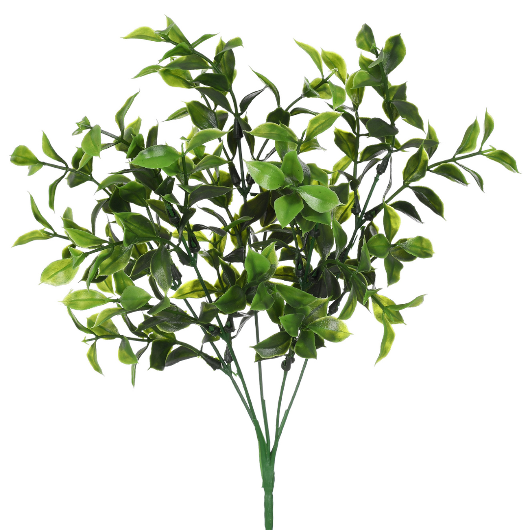 Buque 5 Folhas de Manjericão Verde