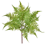 Buque 7 Avenças Samambaia Toque Real Verde
